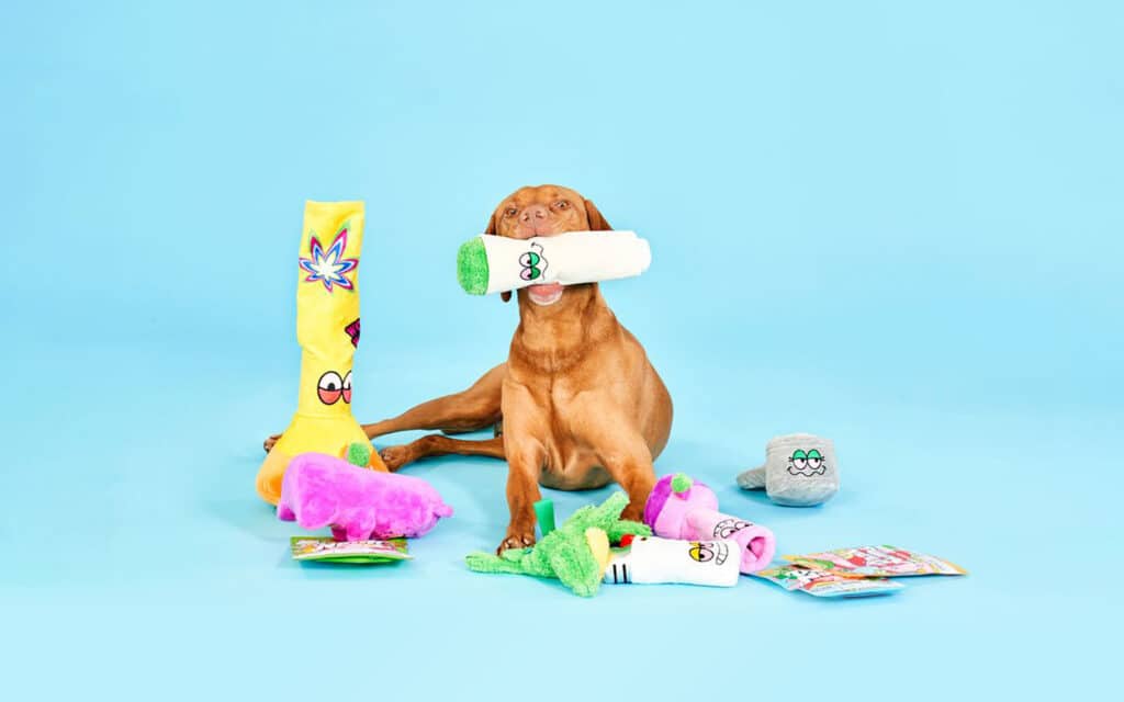 Image of dog with many toys on blue background