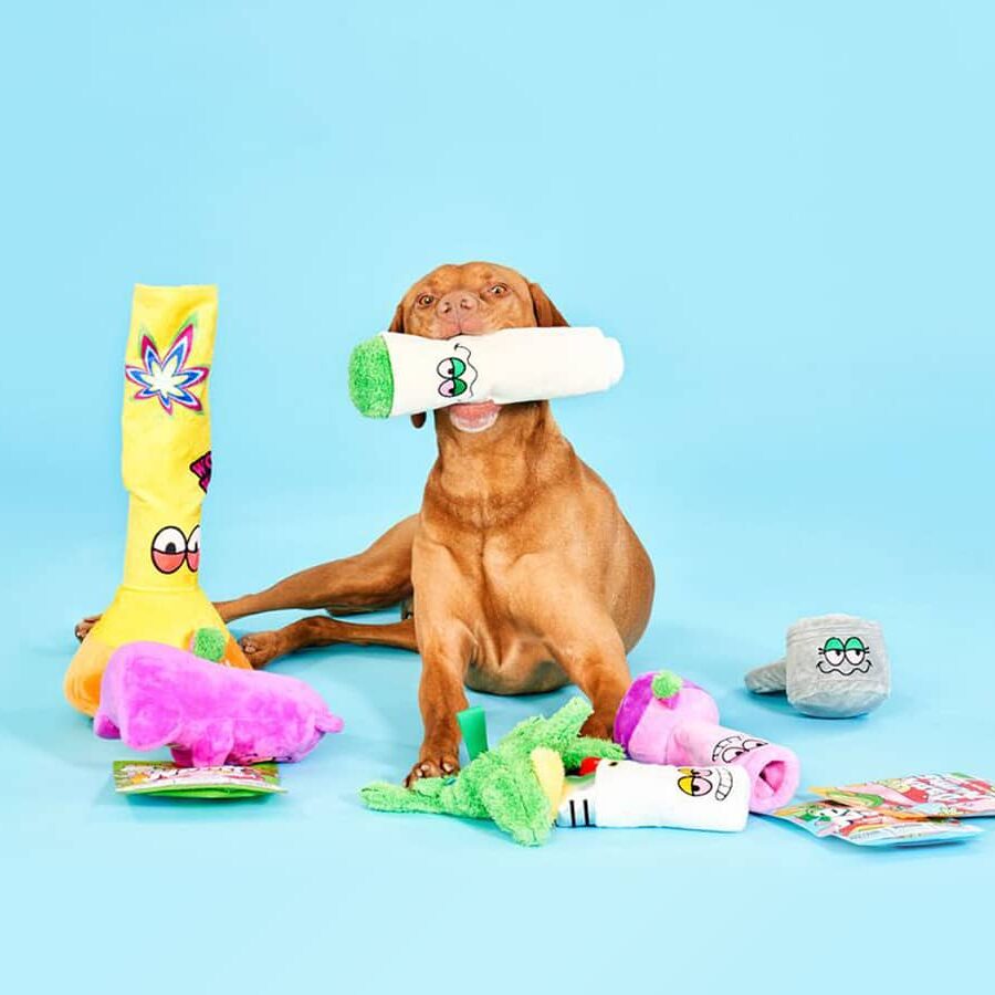 Image of dog with many toys on blue background