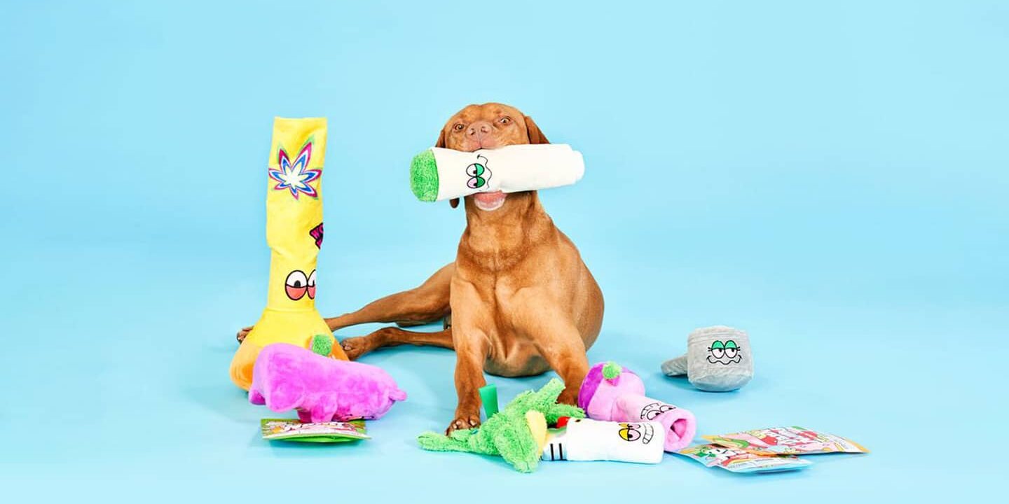 Image of dog with many toys on blue background